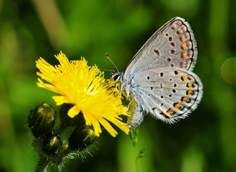 A picture of a Karner Blue Butterfly, a small blue-gray butterfly sitting on a yellow flower
