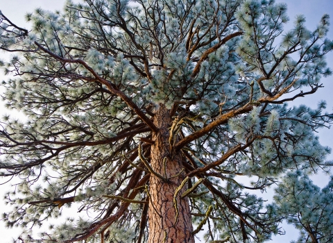 A ponderosa pine looms tall from below, with frost covering the needles and blending the many scraggly branches into the gray-blue sky