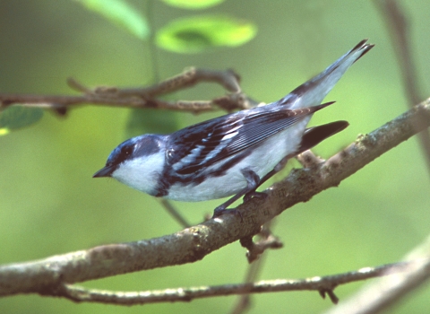 Cerulean warbler in tree at Big Oaks NWR