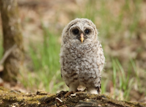 A young barred owl perched on a log