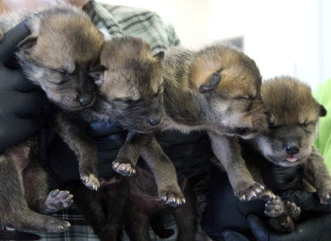 four mexican wolf puppies are held in a biologist's hands
