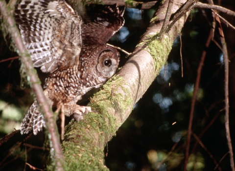 a brown and white-spotted owl lands on a mossy tree branch with its wings outstretched.