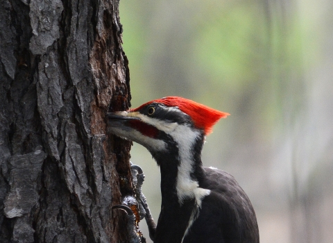 Pileated woodpecker perched on a tree