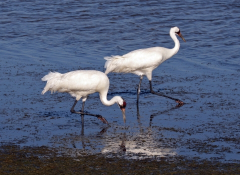 two whooping cranes walk in a wetland