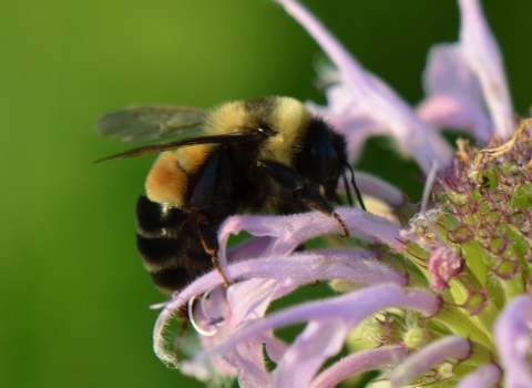 a bee on a purple flower