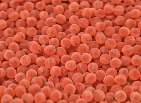 A large collection of tiny pink spheres
