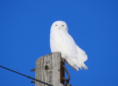 Snowy owl perched on a utility pole