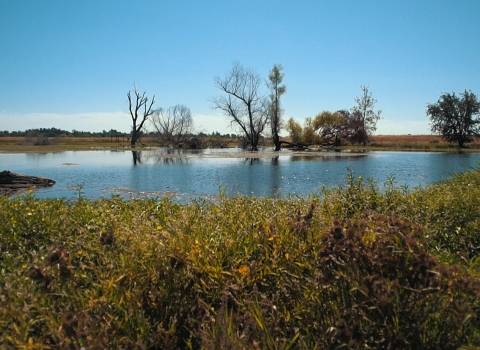 A wetland area with several trees in the background and thick plants along the edge.