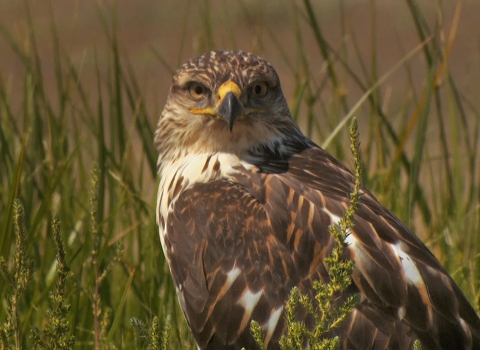 A closeup of a hawk looking towards the camera. Tall grasses are in the background.