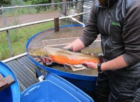 Avista biologist holding a Bull Trout before transport to be released into the Clark Fork River