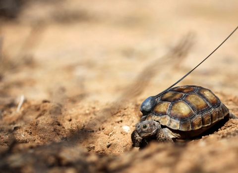 Juvenile tortoise with a wire attached to the shell sits in sand