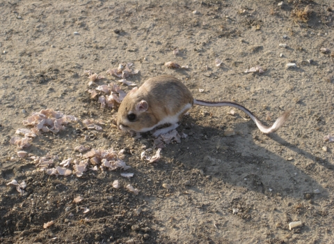 a brown kangaroo rat sits in a dirt patch on its long hind legs with its equally long tail extended behind