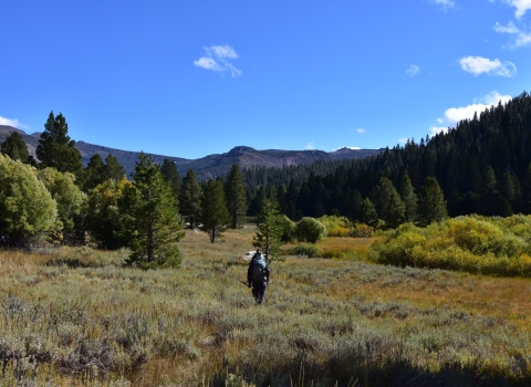 a hiker walks through low brush and plants in a meadow toward tall pine trees and mountains