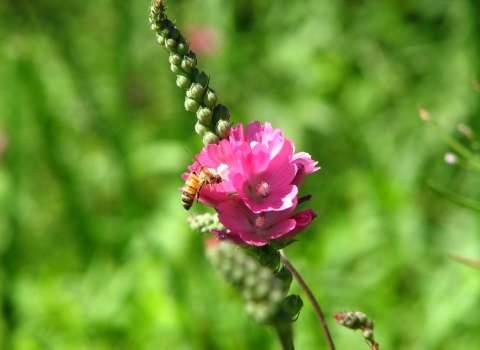 the kenwood marsh checkermallow is a bright pink flower that clusters into the shape of a cone