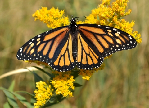 Monarch butterfly on goldenrod