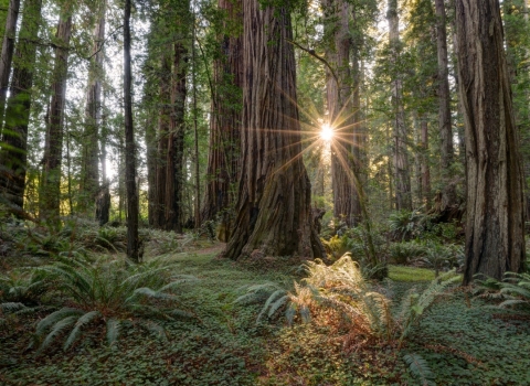scenic photo of redwoods with a sunset in the background 