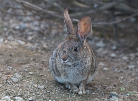 A small, brownish-gray riparian brush rabbit sits on a trail