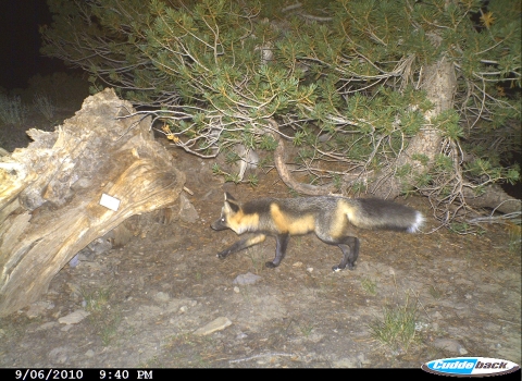 a red and black sierra nevada red fox sneaks past a tree at night