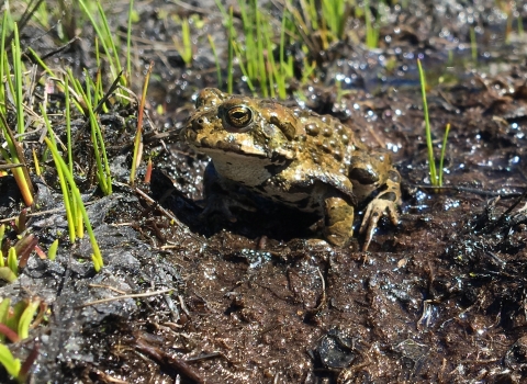 a stocky, lumpy yosemite toad sits in mud near grass