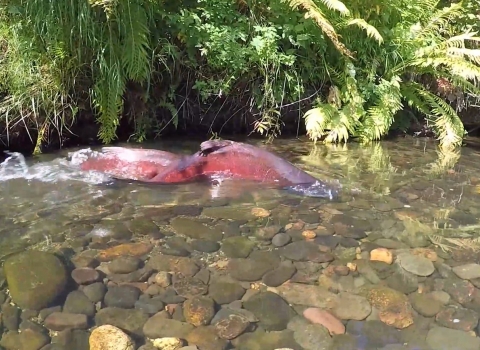2 spawning chinook salmon migrating upstream