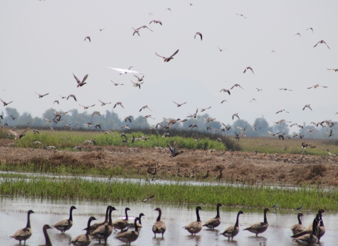 Geese stand in lower foreground while ducks and geese fly overhead at Sacramento National Wildlife Refuge in California