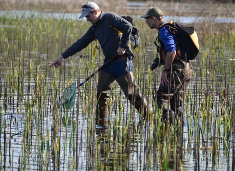 Two people in waders walk through ankle deep water with young reeds growing out of the water. The person in front holds a net and points to something in the water.