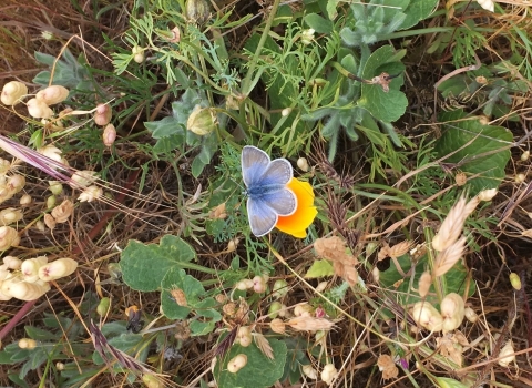 A small light blue butterfly sits on an orange California poppy.