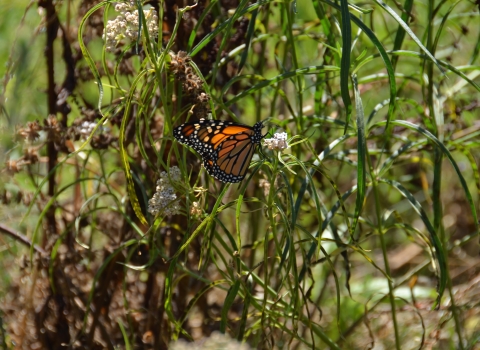 an orange and black monarch butterfly rests on a green milkweed plant