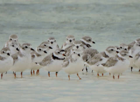 Smal flock of white and grey shorebirds in the water. Photo appears to be taken from a distance