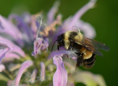An endangered rusty patched bumblebee feeds at a flowering plant.