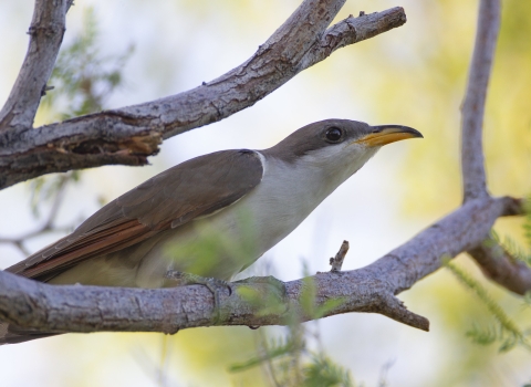A western yellow-billed cuckoo sits in a tree
