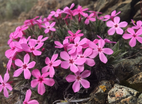 bright pink star shaped flowers form in groups