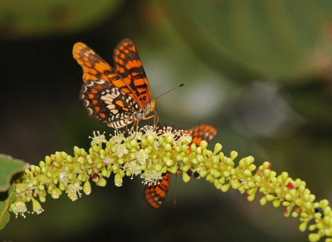 Butterfly with orange, brown, and white wings perched perched on a flower head gathering nectar with another butterfly on the backside of the flower head. 