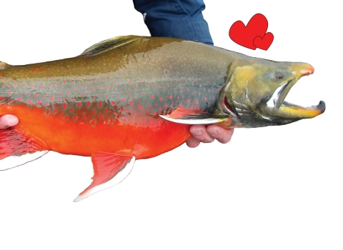 person's hands holding a bright red fish with hearts