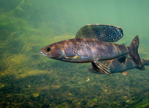 An fish with large, sail-like dorsal fin and colorful body markings. Their dorsal fins are fringed in red and dotted with large iridescent red, aqua, or purple spots and markings.
