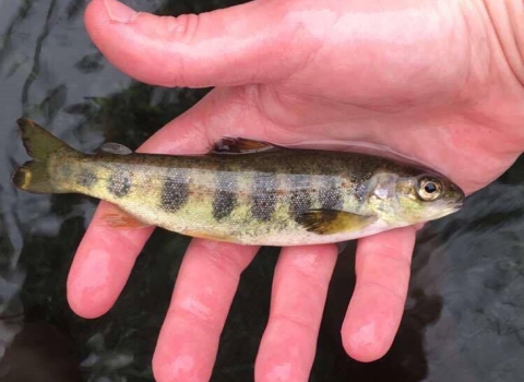 Biologist holding Atlantic salmon parr in their hand. The fish is approximately 5 inches long, with vertical dark banding marks.