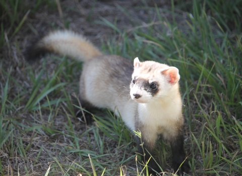 A black footed ferret in the grass