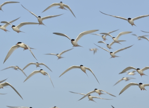 Flock of white birds with black heads in flight