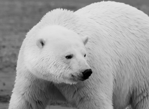 A polar bear has black eyes and nose, and small ears, in a thick pelt of white fur.