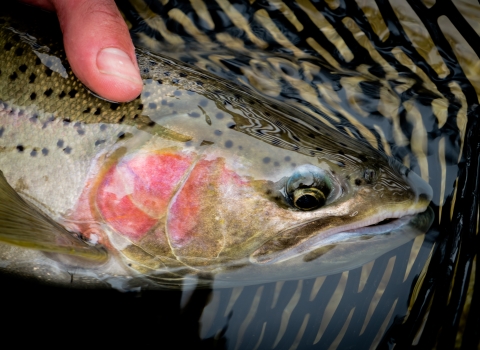 Closeup of head of steelhead in breeding colors, caught in net.