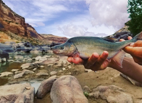 A fish with a hump on its upper back being held with two hands above the surface of a stream. 