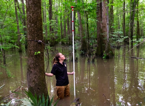 Biologist sets up bat monitoring equipment in a swamp habitat