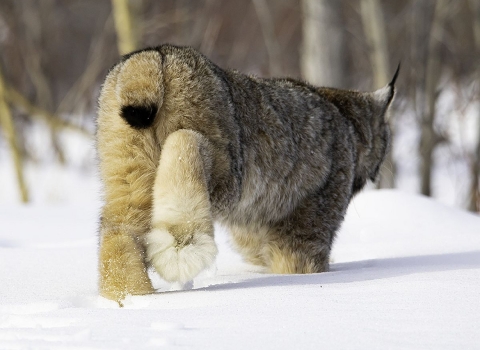 A furry brown and white cat -- a lynx -- walking on snow. It's a shot from behind, and one of the lynx's huge paws and tail are prominent