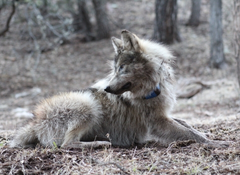 A mexican wolf with a blue radio collar lays on the ground looking behind it