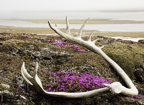 In the foreground a shed antler sitting on purple tundra flowers, and in the distance coastal waters
