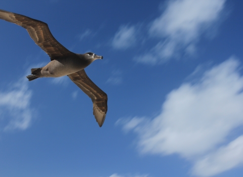 an albatross flies overhead