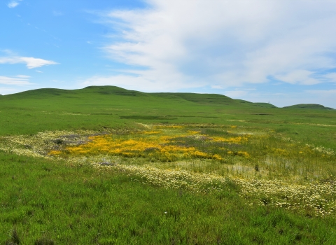Flowers of various colors bloom in and around a drying vernal pool. Green grassy hills are in the background.