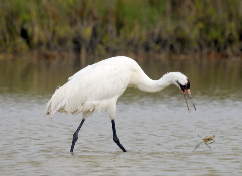 A large white bird with black legs, black markings around its eyes, and a long bill wading about to grab a blue crab out of shallow water