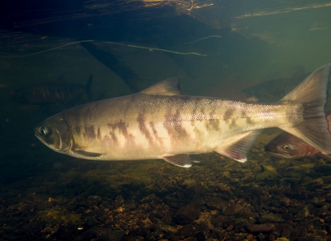 A side view of a chum salmon showing the tiger stripe pattern of stripes on the body. Due to the less flamboyant color of this fish, it is possibly a spawning female.
