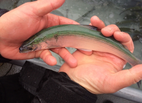 A cisco fish with coloring dusky gray to bluish on the back, silvery on the sides, and white on the underside being held laying on its side across two hands. 